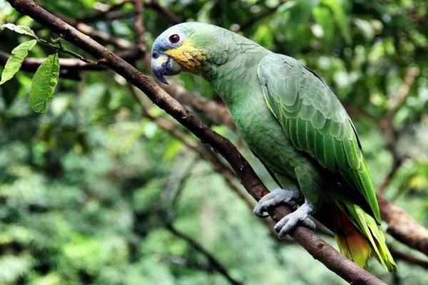 Местообитание